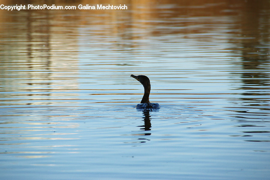 Bird, Cormorant, Waterfowl, Outdoors, Ripple, Water