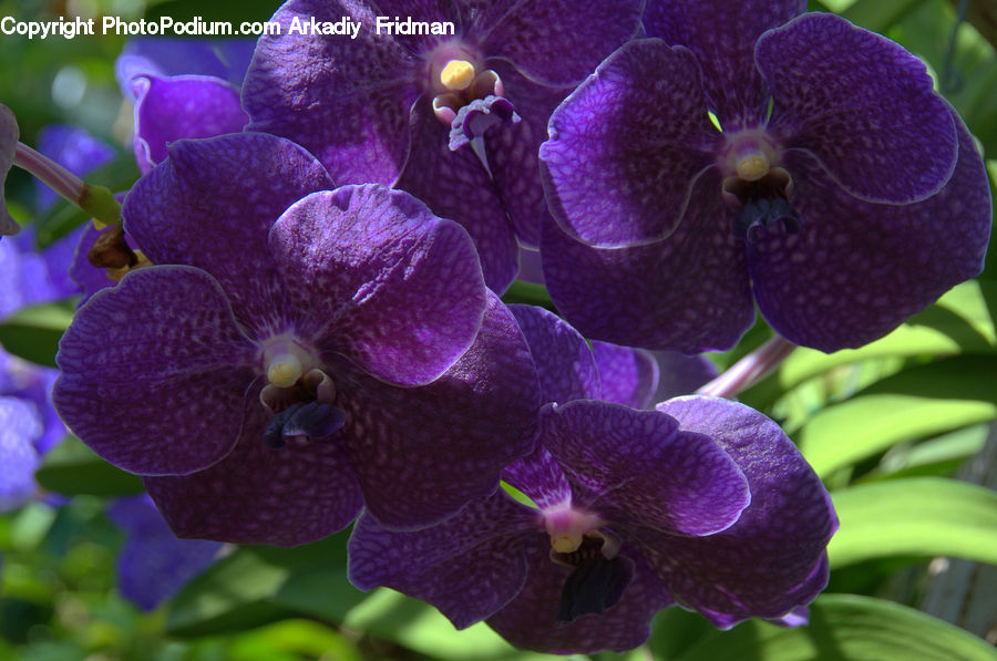 Blossom, Flora, Flower, Plant, Violet, Geranium, Orchid