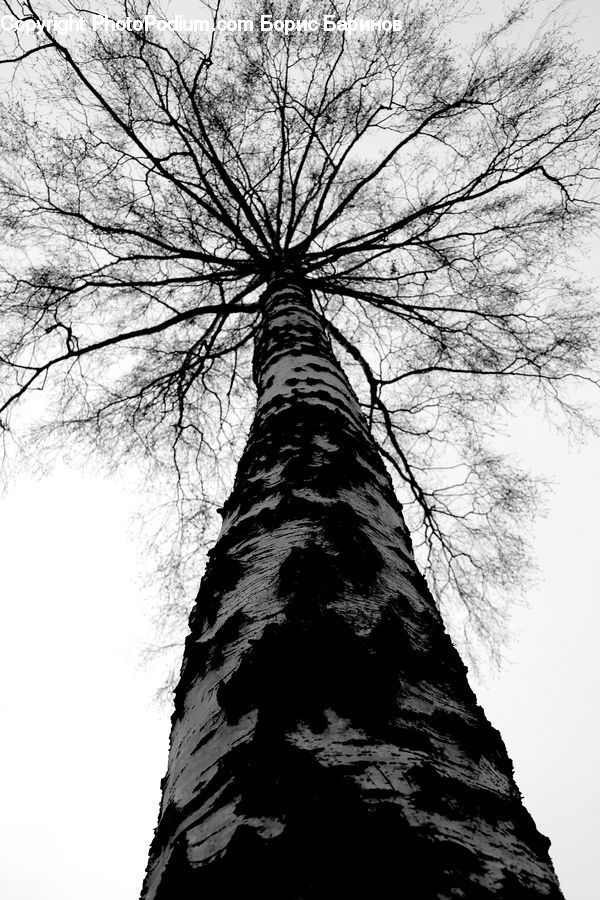 Silhouette, Plant, Tree, Birch, Wood, Fir, Redwood