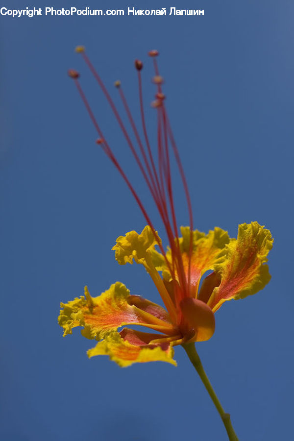 Cosmos, Blossom, Flora, Flower, Geranium, Plant, Pollen
