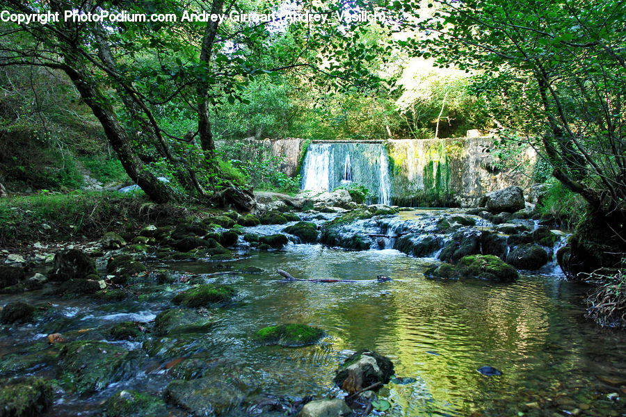 Creek, Outdoors, River, Water, Forest, Jungle, Rainforest