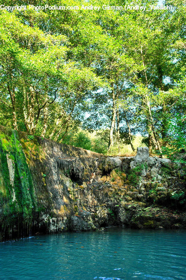 Forest, Jungle, Rainforest, Vegetation, Moss, Plant, Rock