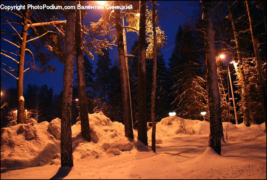 Conifer, Fir, Plant, Tree, Forest, Vegetation, Grove