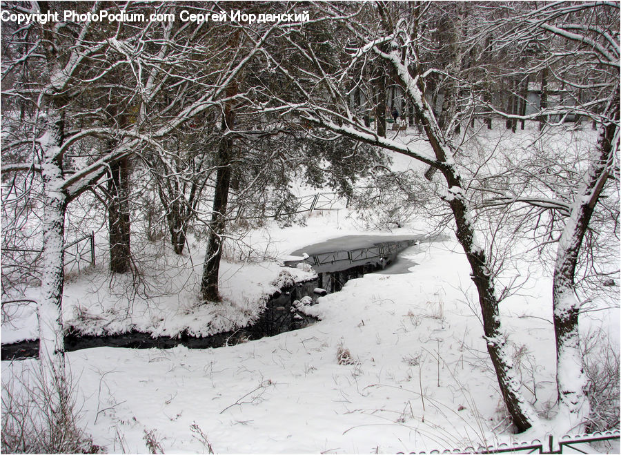 Ice, Outdoors, Snow, Forest, Vegetation, Plant, Tree