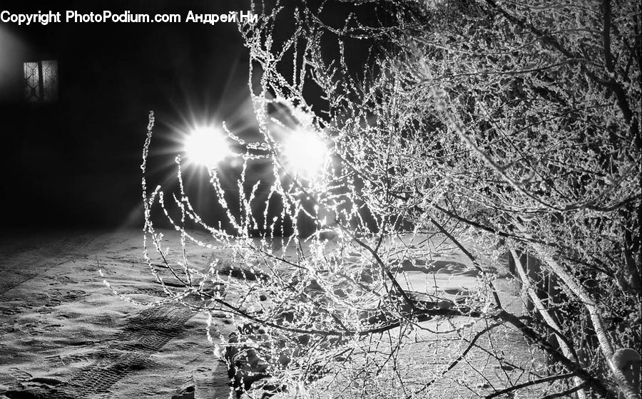 Frost, Ice, Outdoors, Snow, Path, Trail, Forest