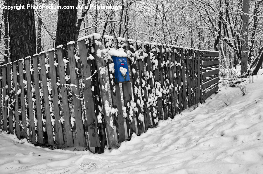 Ice, Outdoors, Snow, Forest, Vegetation, Carnival, Crowd