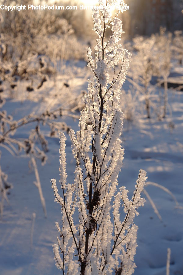 Frost, Ice, Outdoors, Snow, Blossom, Flora, Flower