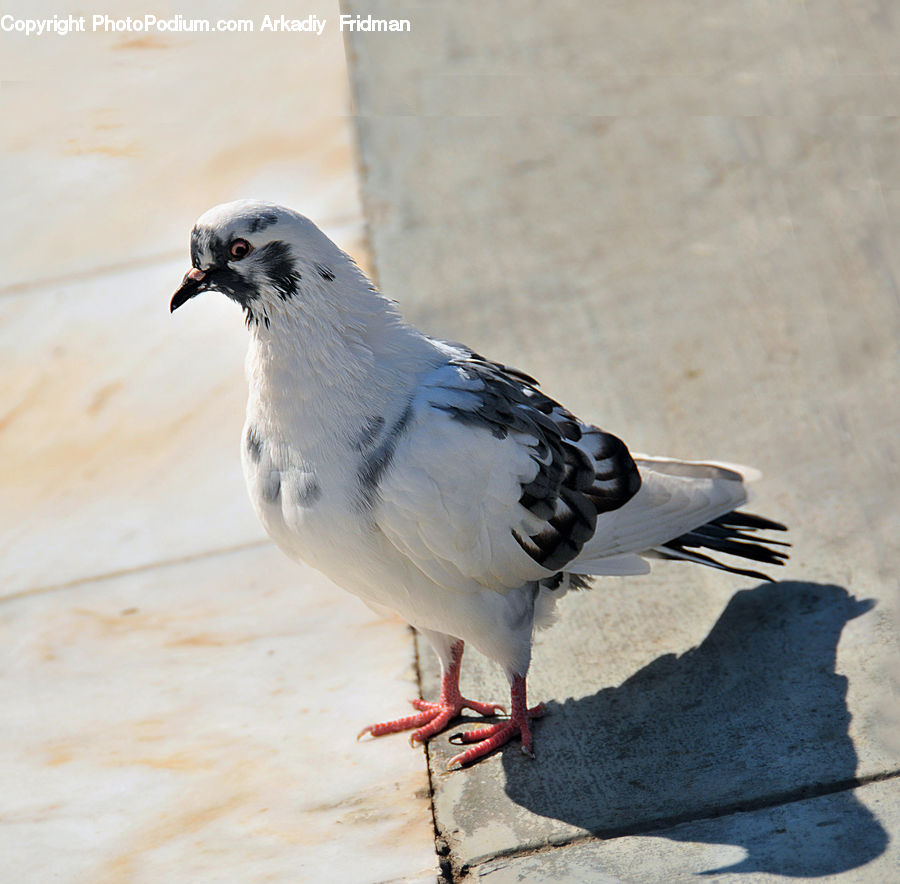 Invertebrate, Sea Life, Starfish, Bird, Dove, Pigeon, Blue Jay