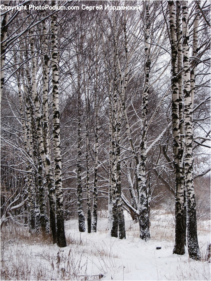 Birch, Tree, Wood, Forest, Vegetation, Landscape, Nature