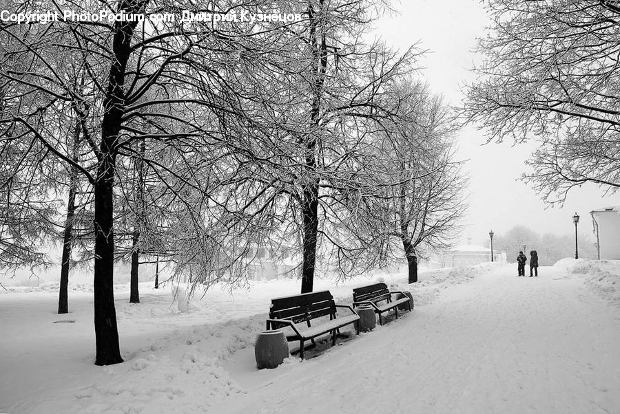 Bench, Ice, Outdoors, Snow, Plant, Tree