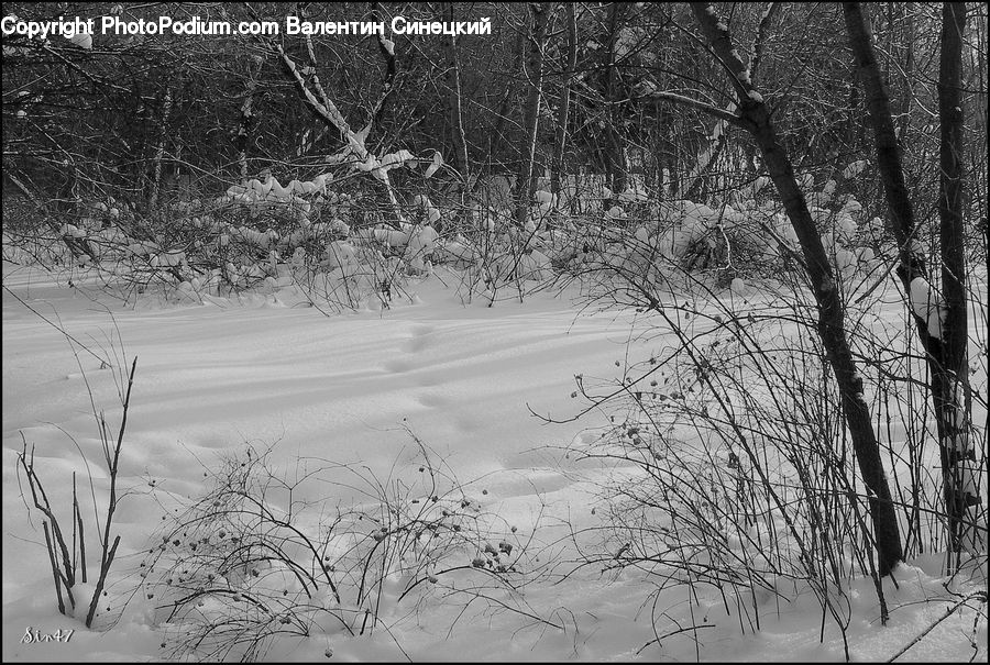 Ice, Outdoors, Snow, Plant, Tree, Forest, Vegetation