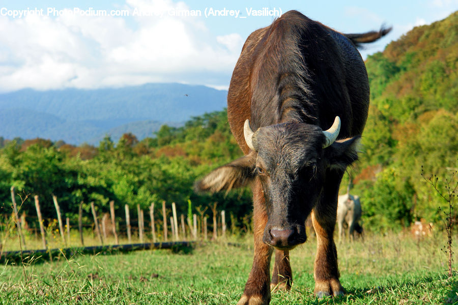 Moss, Plant, Animal, Buffalo, Bull, Mammal, Bison