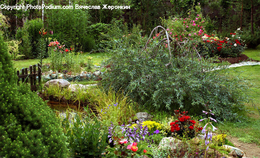 Garden, Conifer, Plant, Tree, Wood, Yew, Potted Plant