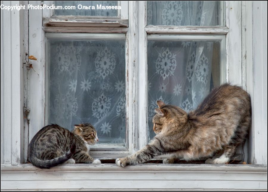 Animal, Cat, Mammal, Pet, Abyssinian