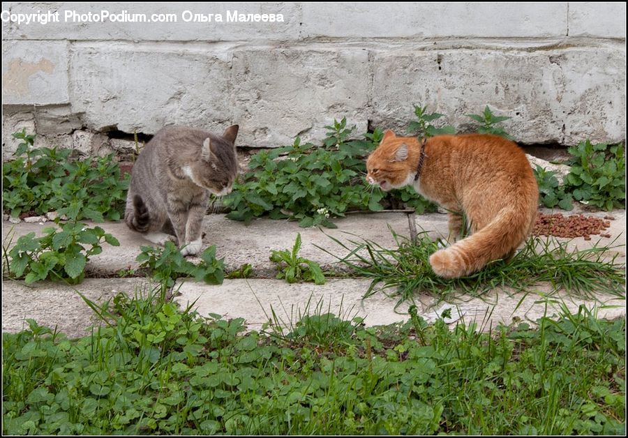 Plant, Potted Plant, Animal, Kangaroo, Mammal, Wallaby, Canine