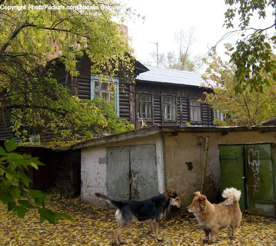 Animal, Canine, Collie, Dog, Mammal, Pet, Building