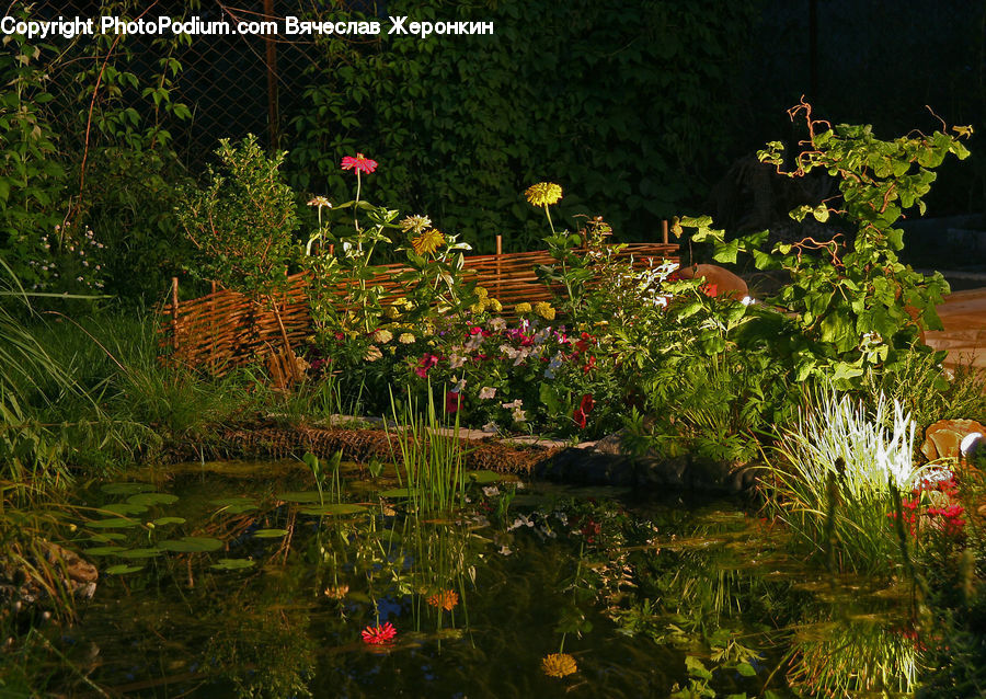 Plant, Potted Plant, Ivy, Vine, Outdoors, Pond, Water