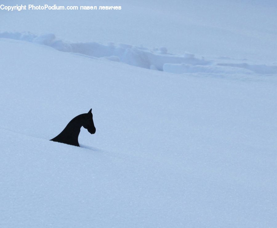 Arctic, Ice, Outdoors, Snow, Winter, Bird, Blackbird