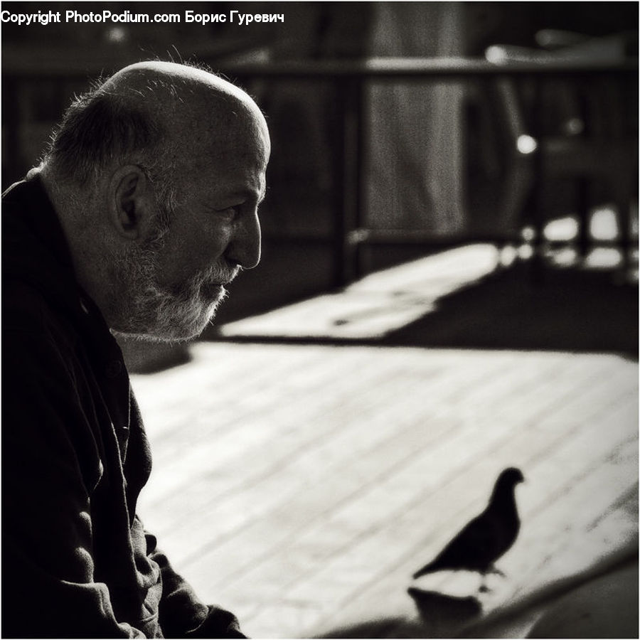 Silhouette, Adorable, Bird, Pigeon, Person, Portrait, Selfie