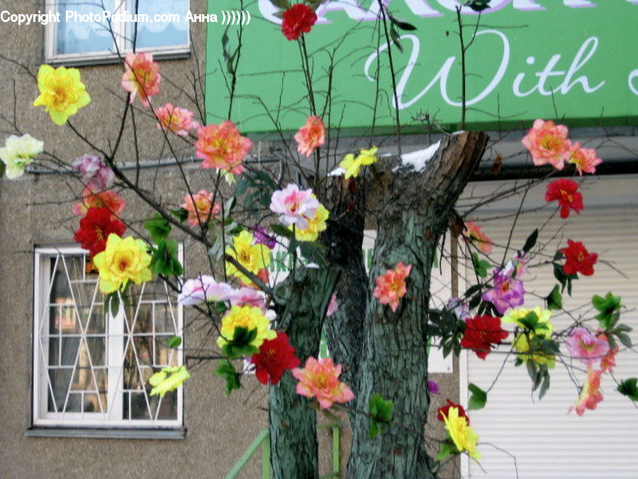 Plant, Potted Plant, Flower, Flower Arrangement, Flower Bouquet, Blossom, Rose