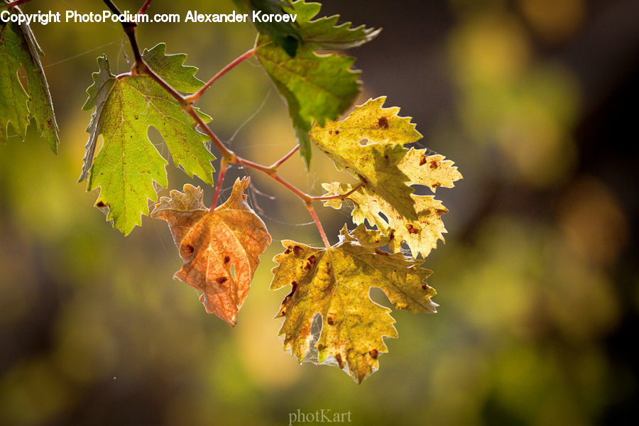 Asteraceae, Blossom, Flora, Flower, Plant, Maple, Maple Leaf