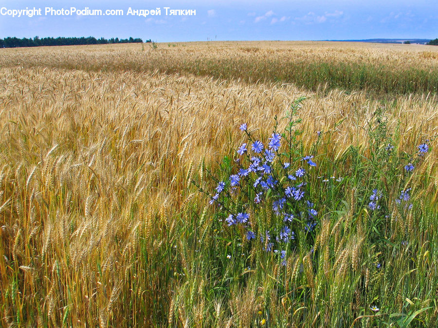 Grain, Wheat, Field, Grass, Grassland, Plant, Land