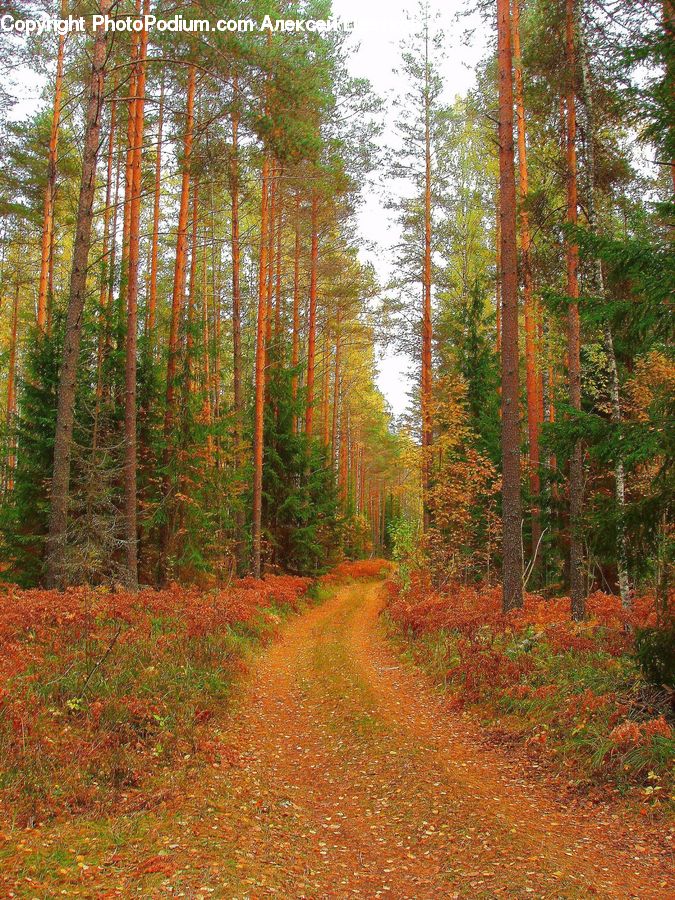 Path, Road, Walkway, Dirt Road, Gravel, Forest, Vegetation