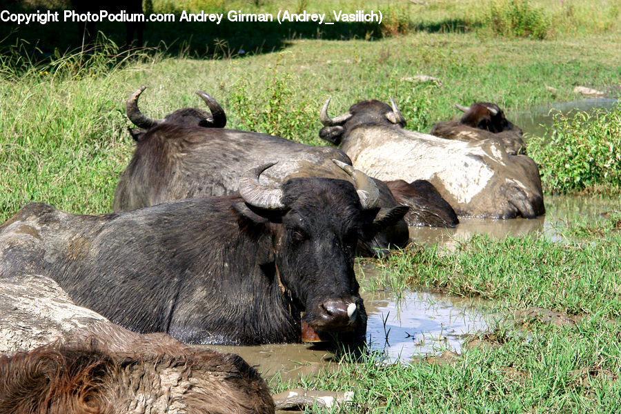 Animal, Buffalo, Bull, Mammal, Bison