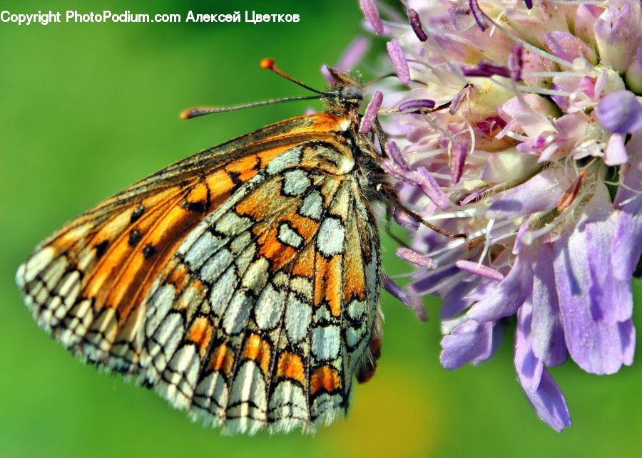 Butterfly, Insect, Invertebrate, Bee, Bumblebee, Honey Bee, Blossom