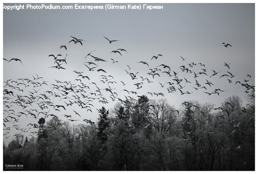 Flock