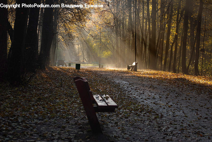 Bench, Dirt Road, Gravel, Road, Park, Forest, Vegetation