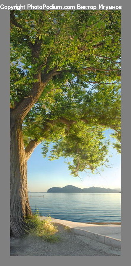 Tree Trunk, Plant, Tree, Oak, Wood, Sycamore, Conifer