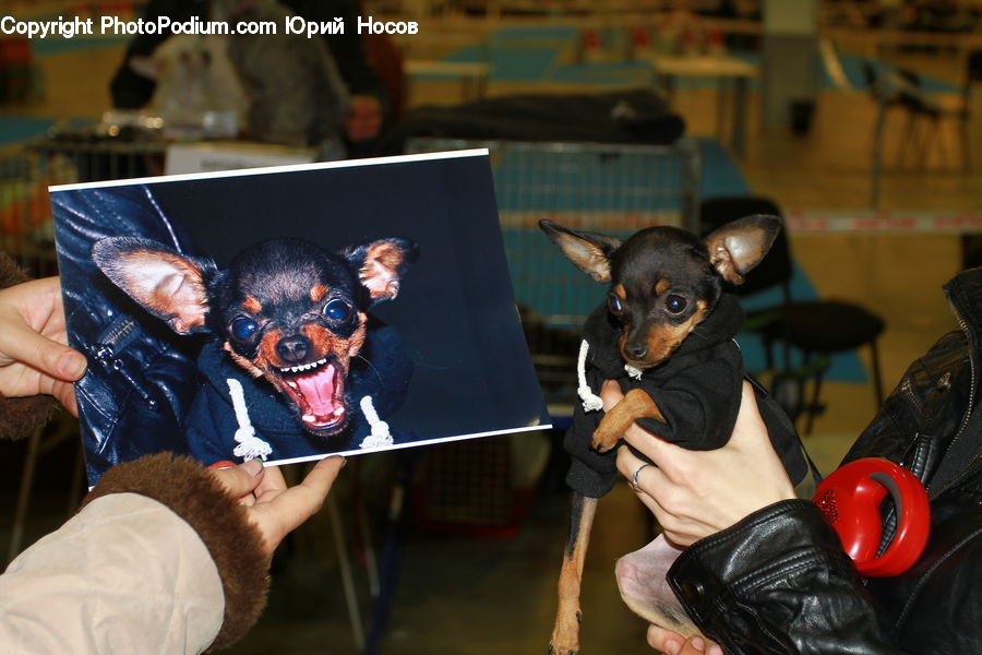Animal, Canine, Chihuahua, Dog, Mammal, Pet, Furniture