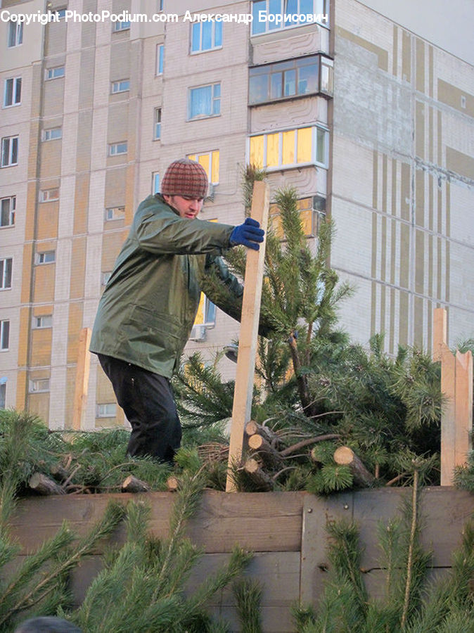 Plant, Potted Plant, People, Person, Human, Yard, Bonsai
