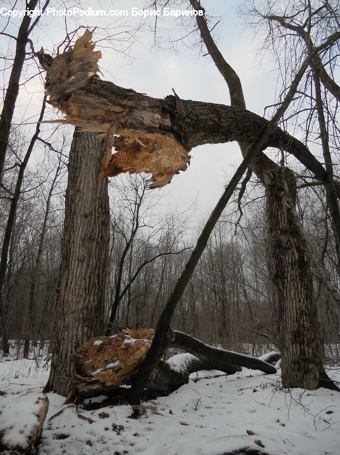 Oak, Tree, Wood, Tree Trunk, Plant, Sycamore, Birch
