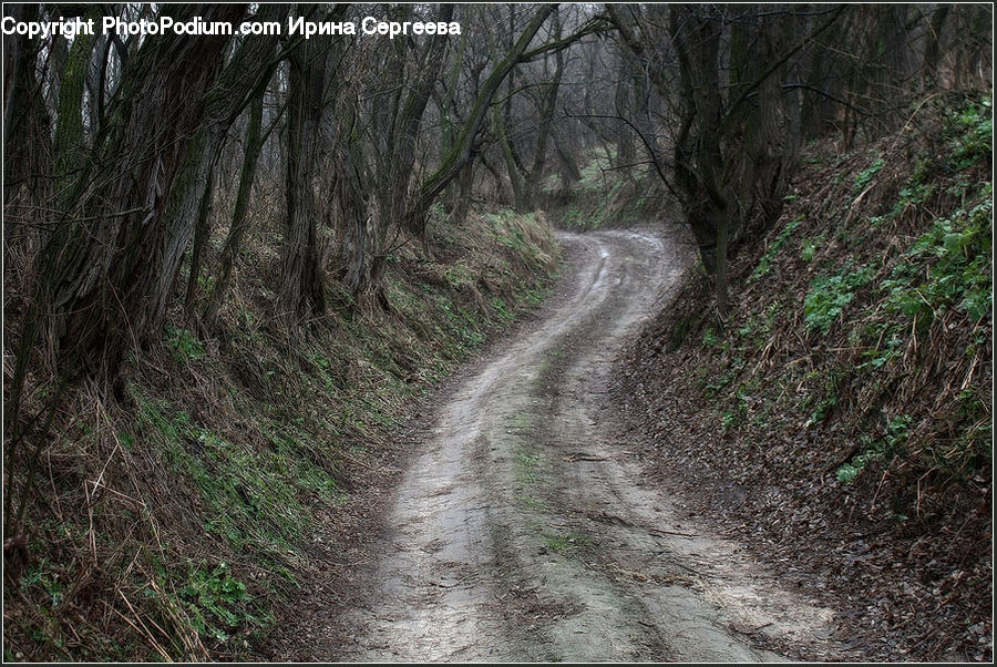 Dirt Road, Gravel, Road, Path, Walkway, Forest, Grove