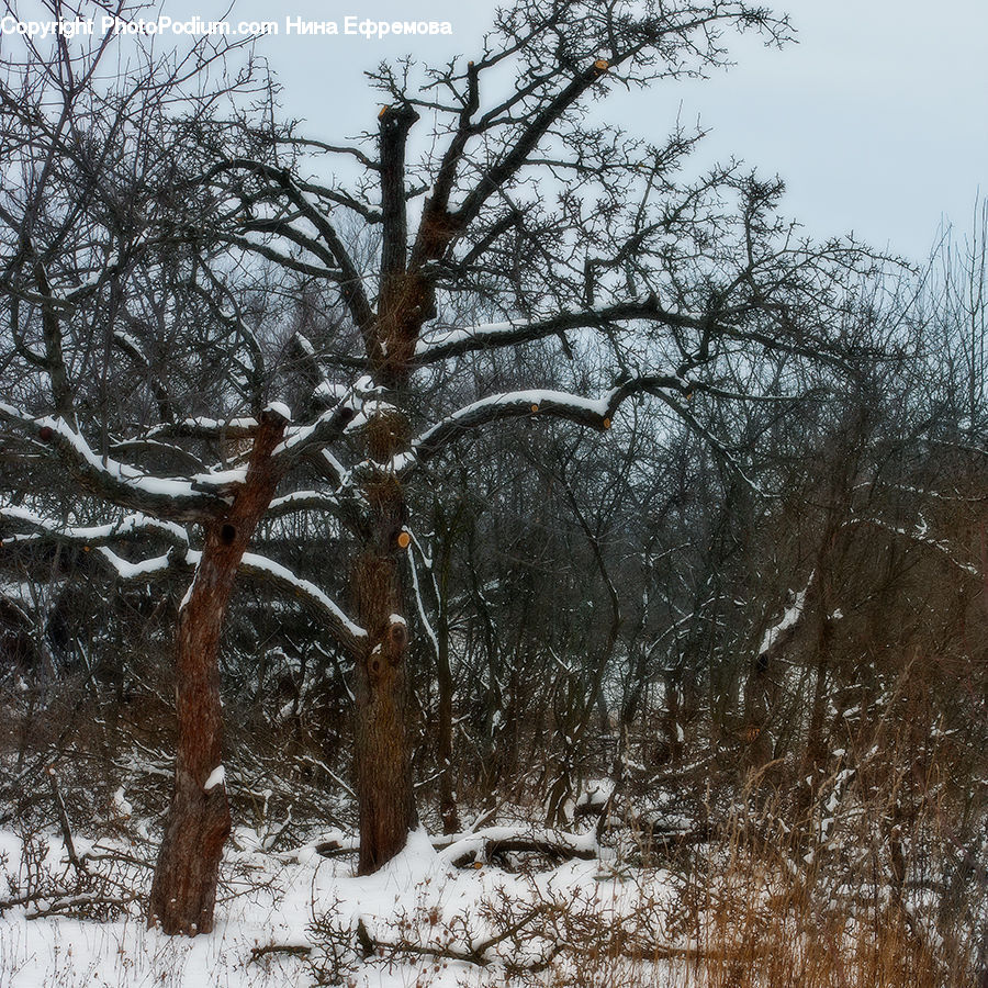 Forest, Vegetation, Plant, Tree, Oak, Wood, Conifer