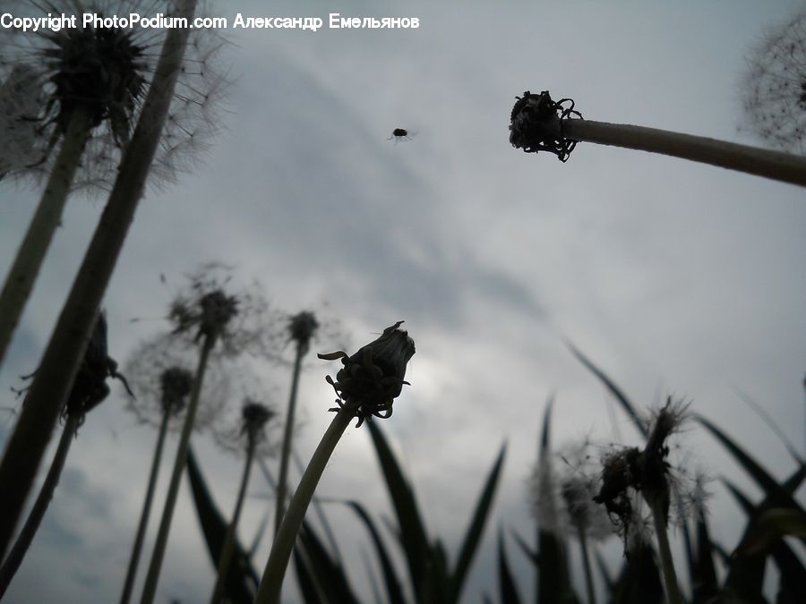 Bird, Blackbird, Grass, Plant, Reed, Arachnid, Garden Spider