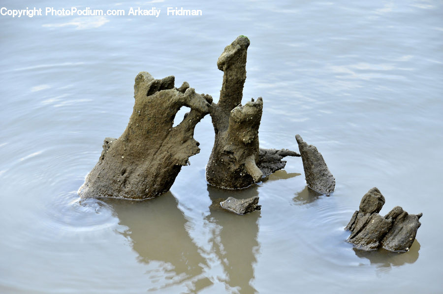 Rock, Driftwood, Wood, Coast, Outdoors, Sea, Water