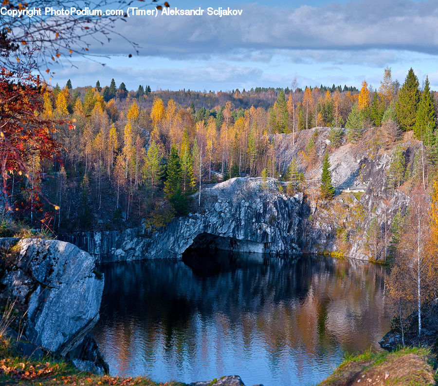 Conifer, Fir, Plant, Tree, Basin, Outdoors, Nature