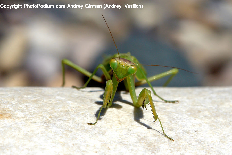 Cricket Insect, Grasshopper, Insect, Invertebrate