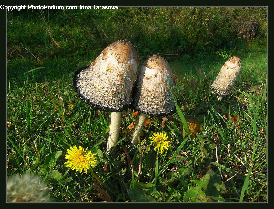 Agaric, Amanita, Fungus, Mushroom, Plant, Asteraceae, Blossom