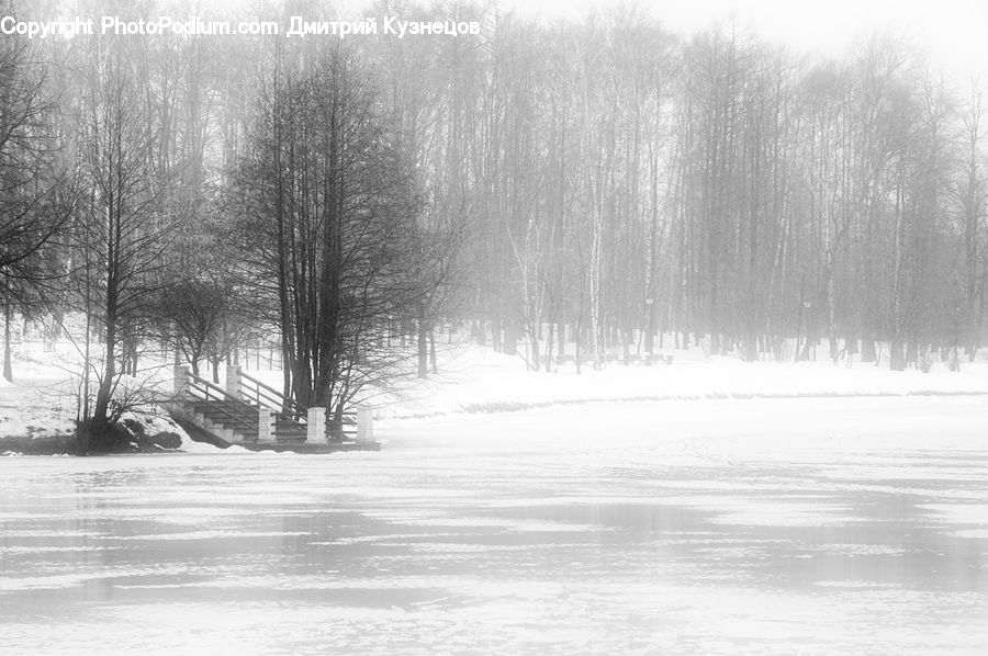 Ice, Outdoors, Snow, Forest, Vegetation, Plant, Tree