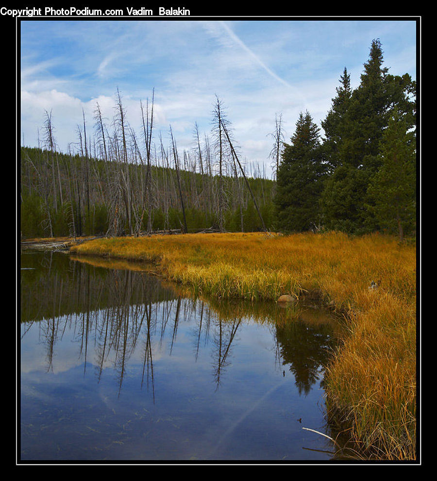 Land, Marsh, Outdoors, Swamp, Water, Pond, Field
