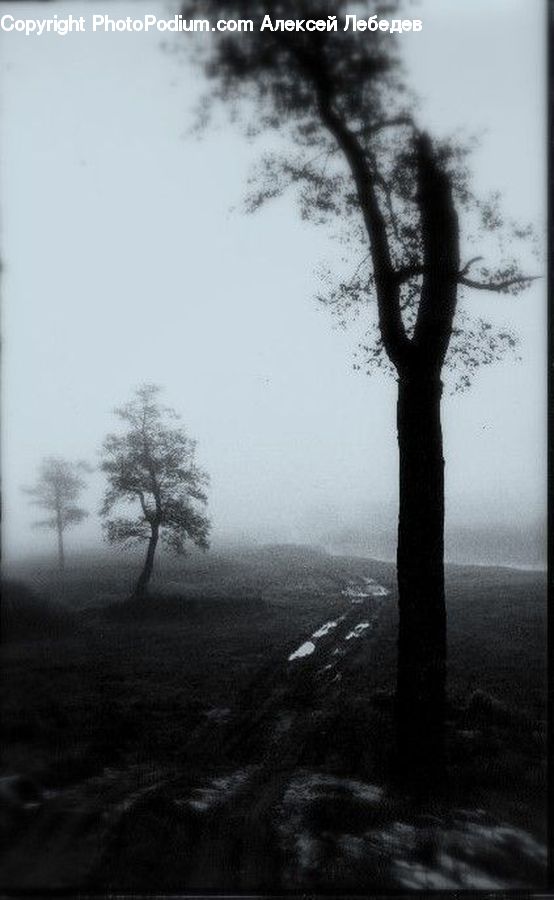 Plant, Tree, Oak, Wood, Countryside, Outdoors, Forest