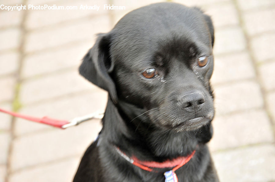Animal, Canine, Dog, Mammal, Pet, Puppy, Pug