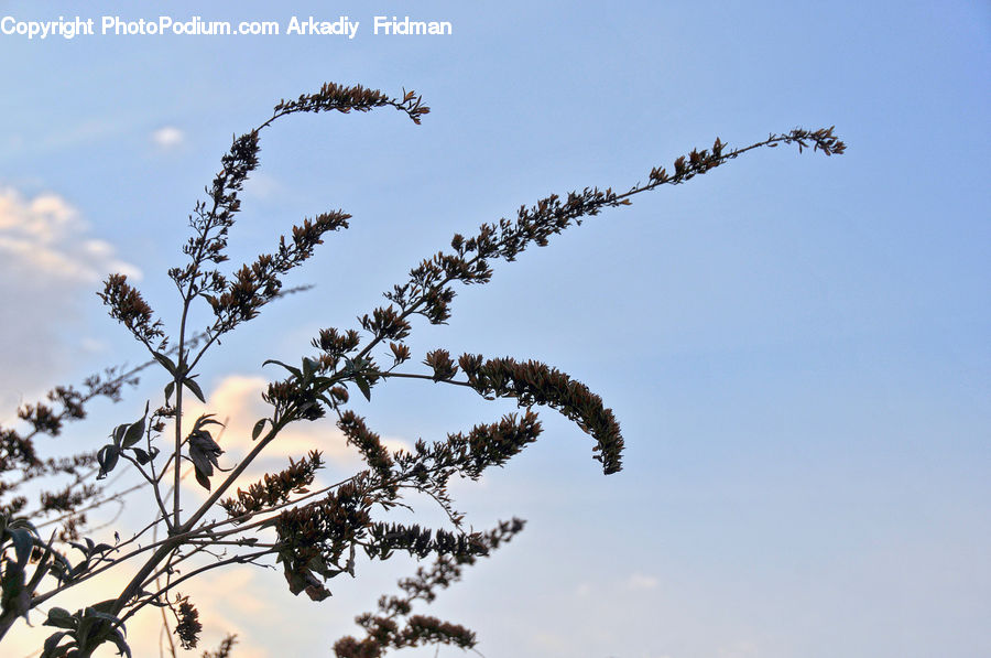 Plant, Tree, Blossom, Flora, Flower, Conifer, Fir