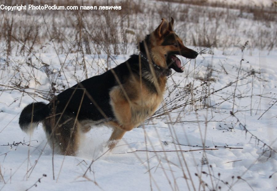 Animal, Canine, Dog, German Shepherd, Mammal, Pet, Coyote