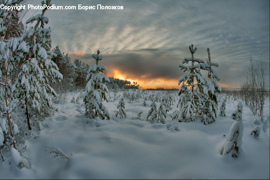 Ice, Outdoors, Snow, Conifer, Fir, Pine, Spruce