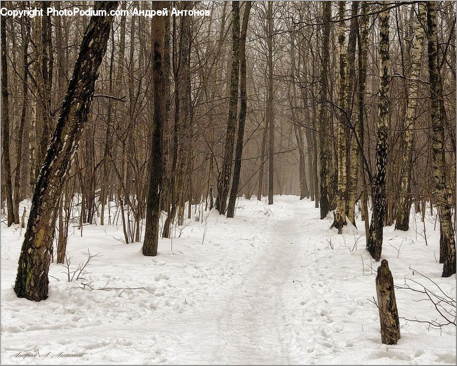 Forest, Vegetation, Birch, Tree, Wood, Grove, Land